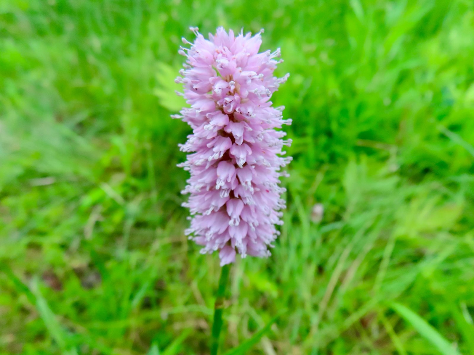 Bistort 'Superba'