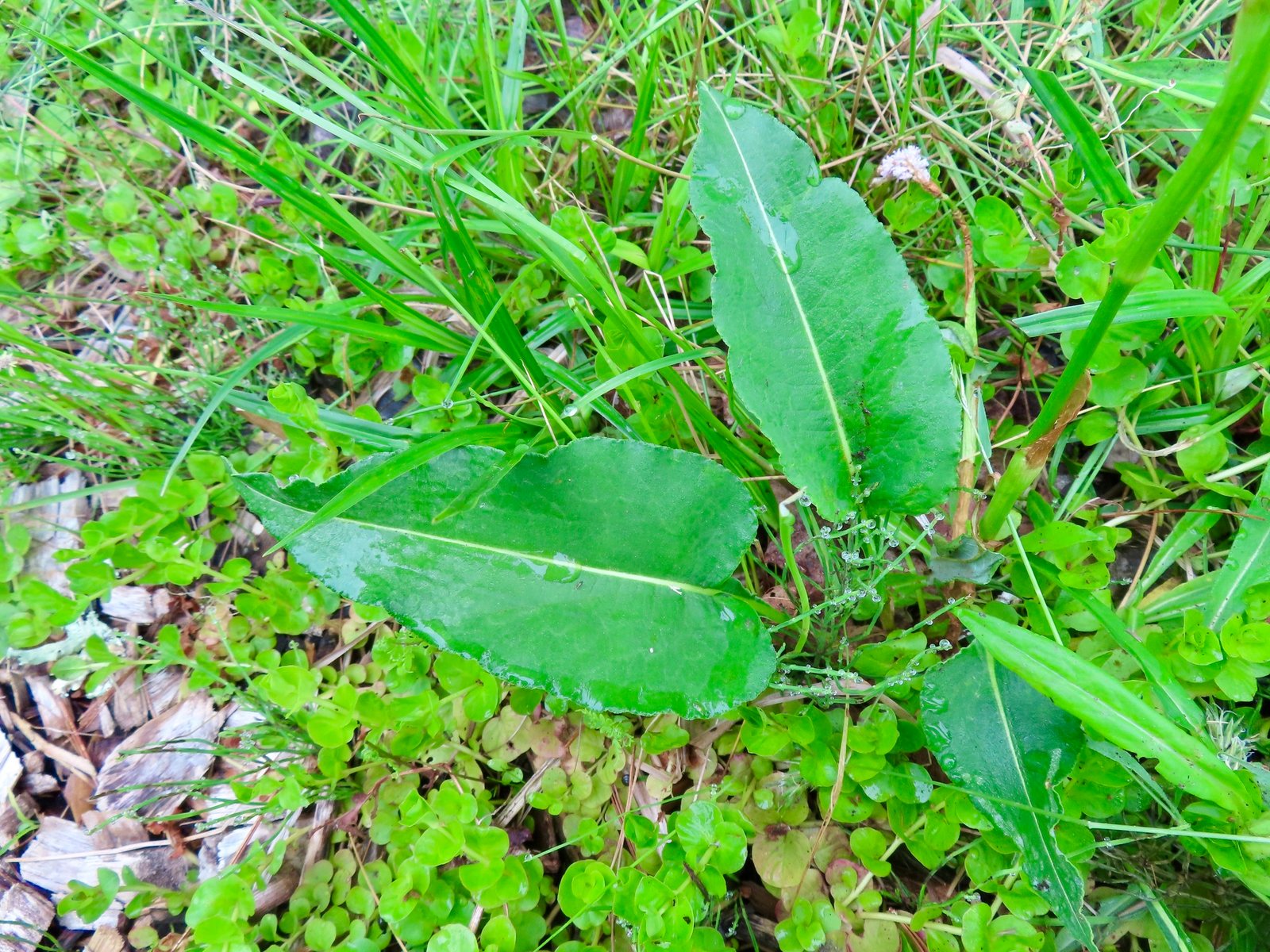Bistort 'Superba'