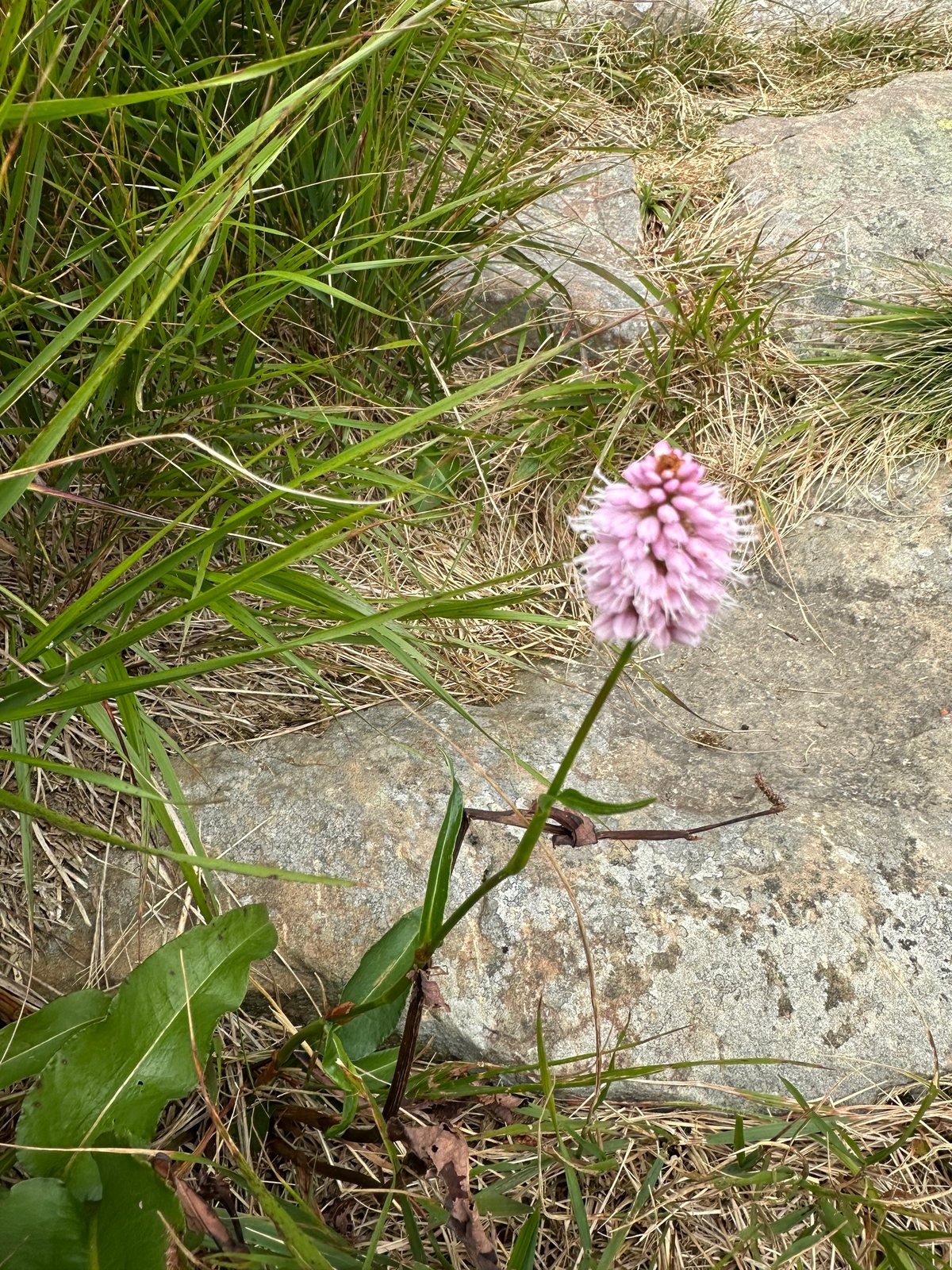 Bistort 'Superba'