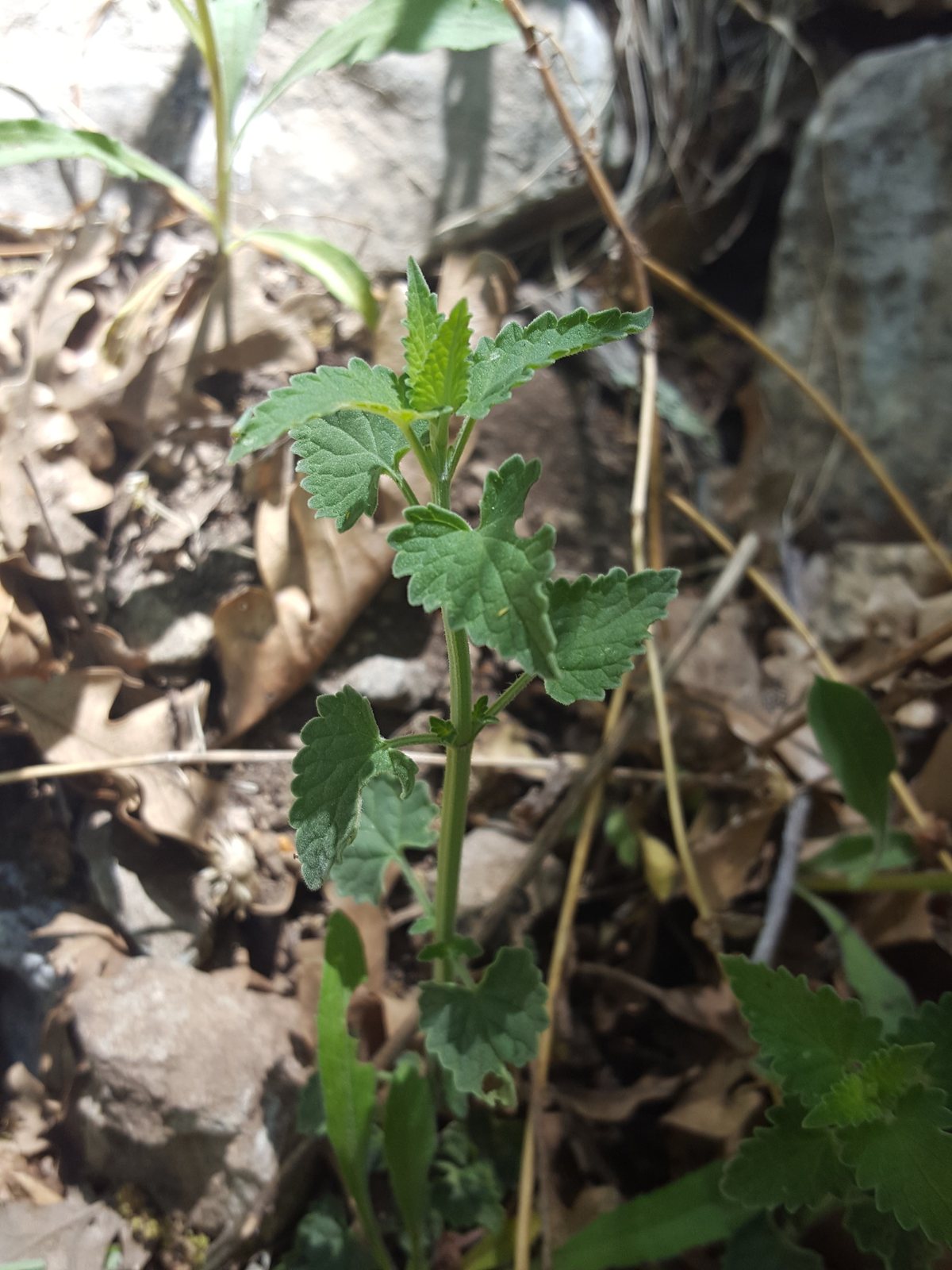 Black Adder hyssop