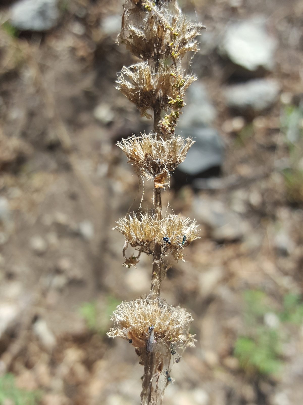 Black Adder hyssop