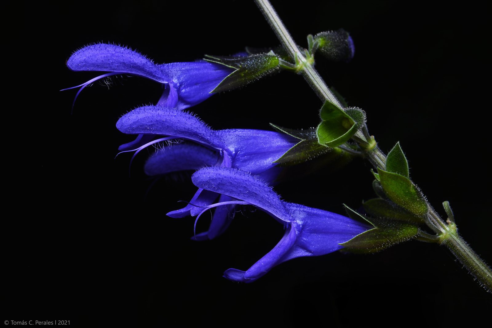 Black and Blue salvia