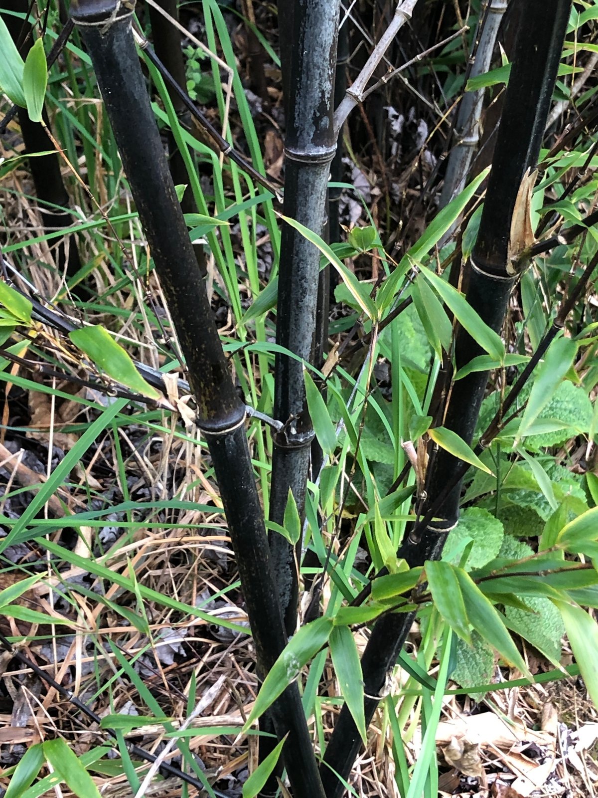 Black bamboo