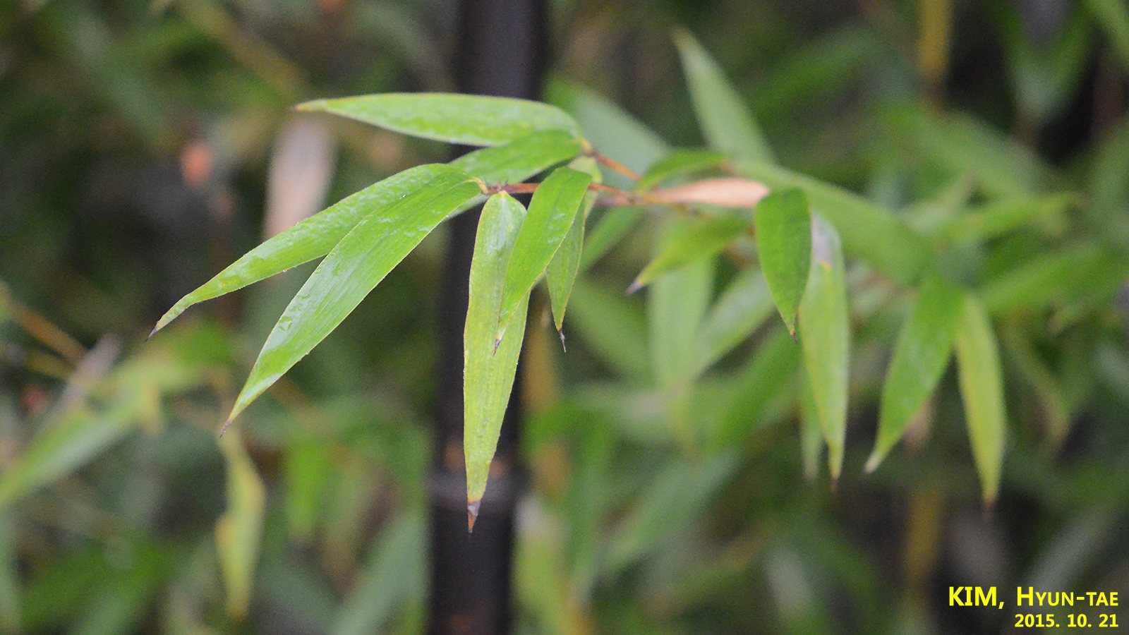 Black bamboo