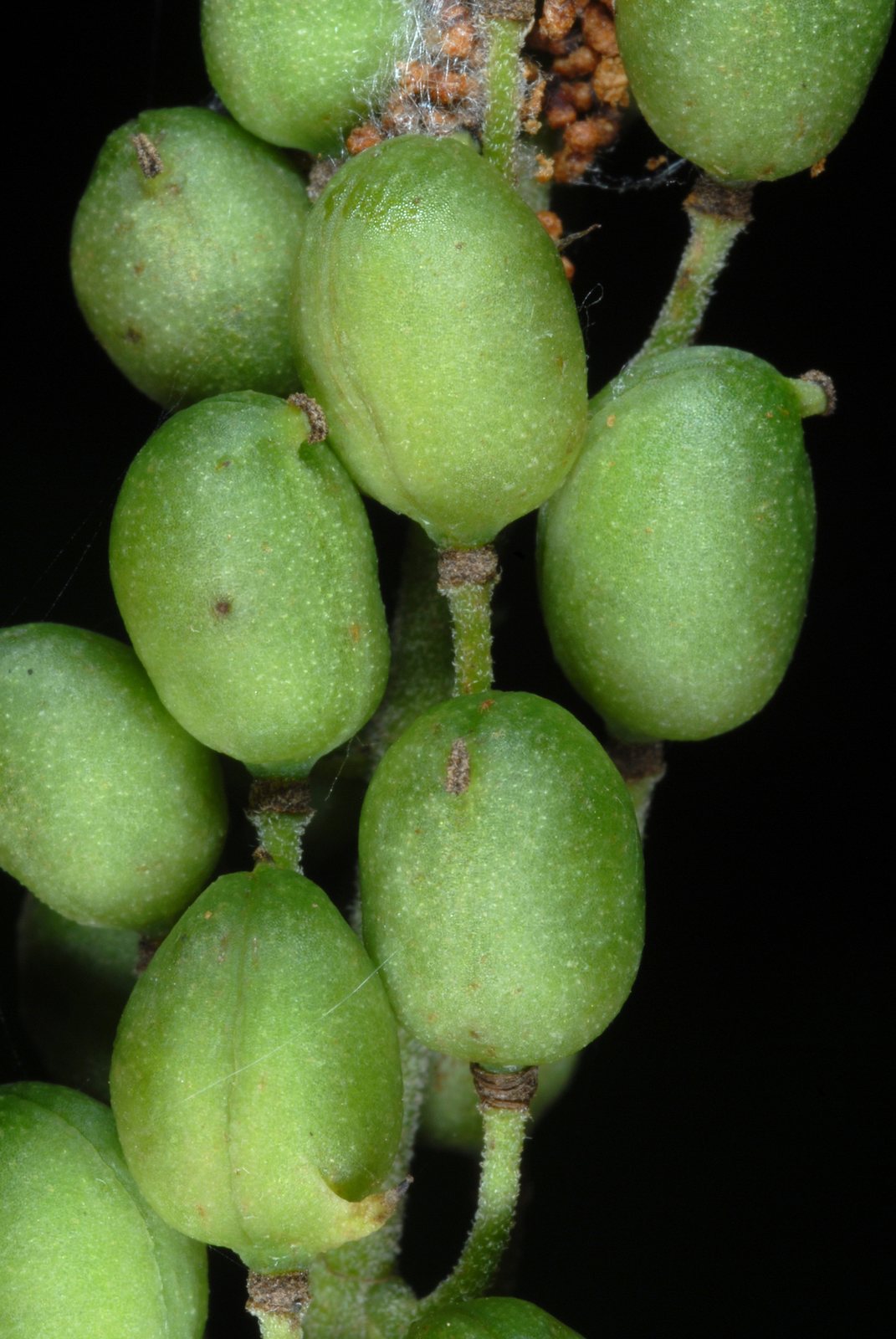 Black cohosh