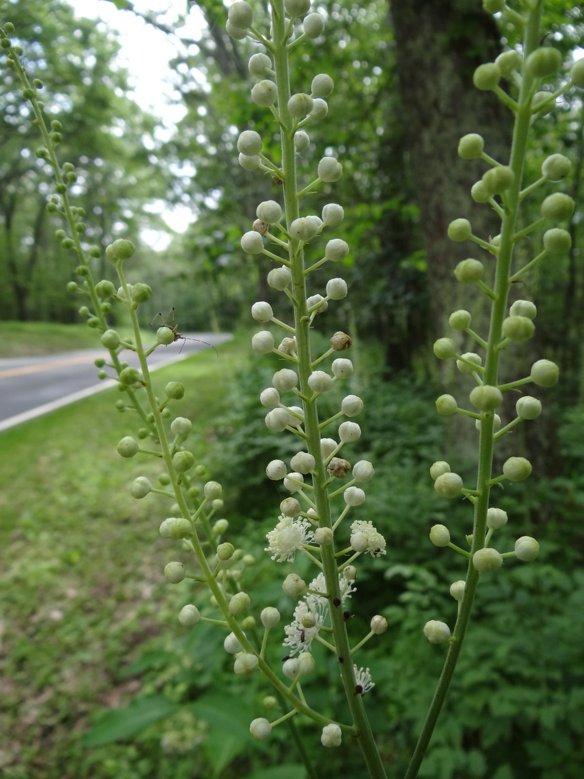 Black cohosh