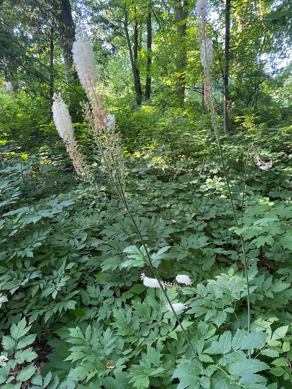 Black cohosh