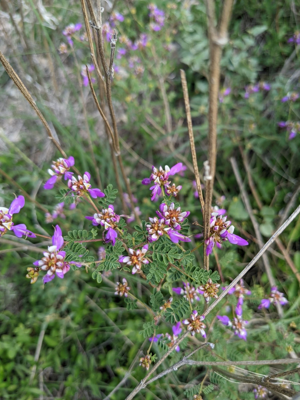 Black dalea