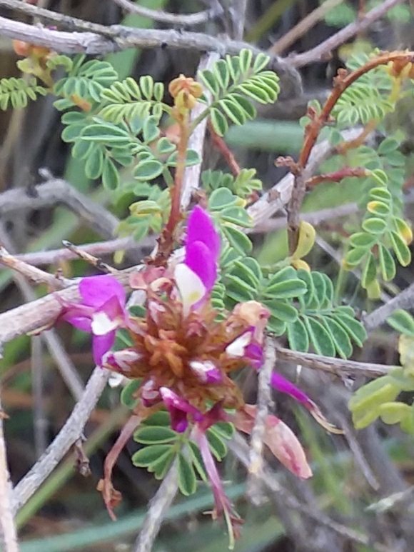 Black dalea