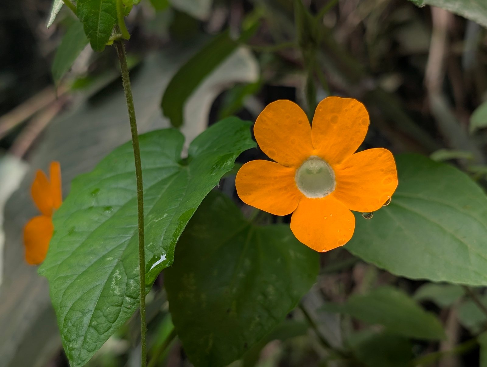 Black-eyed Susan vine