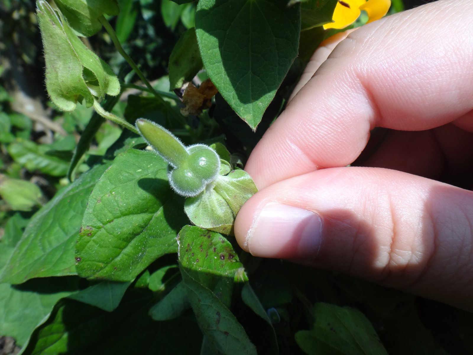 Black-eyed Susan vine