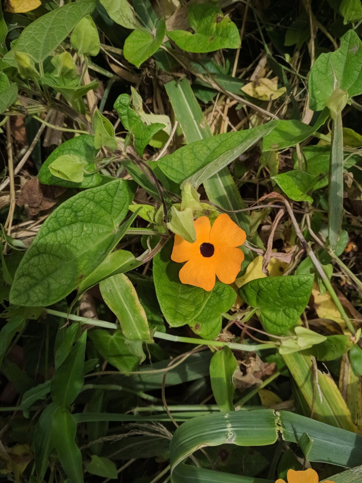 Black-eyed Susan vine