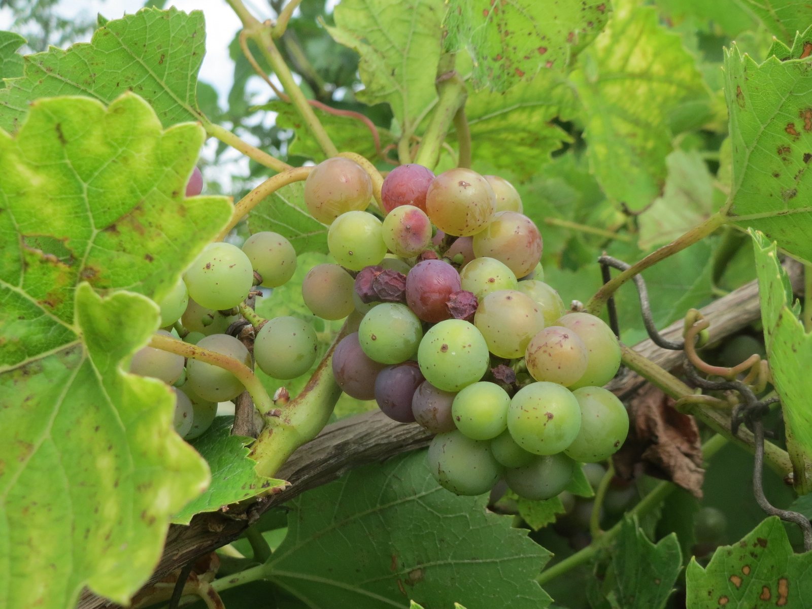 Black Hamburgh grape
