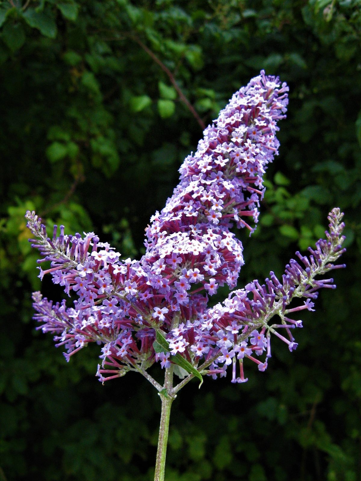 Black Knight butterfly bush