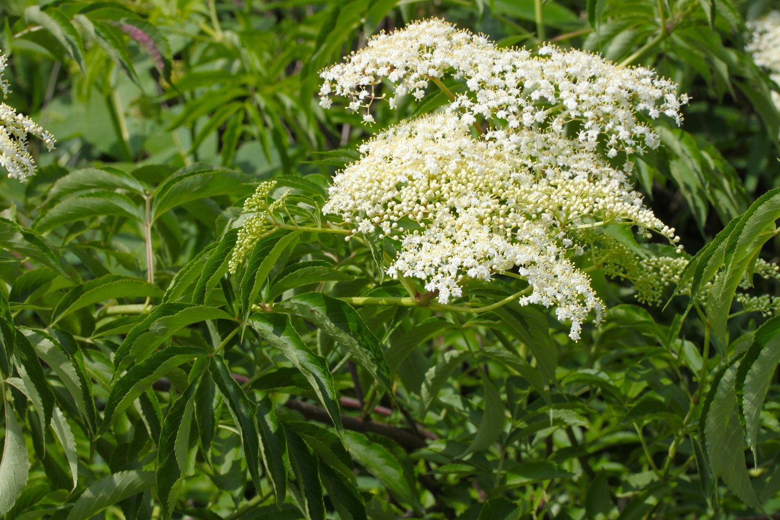 Black Lace elderberry