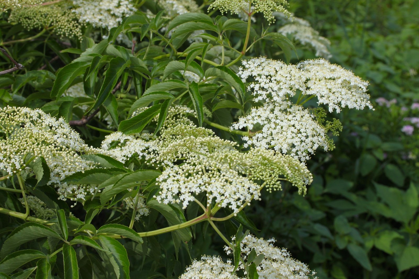 Black Lace elderberry