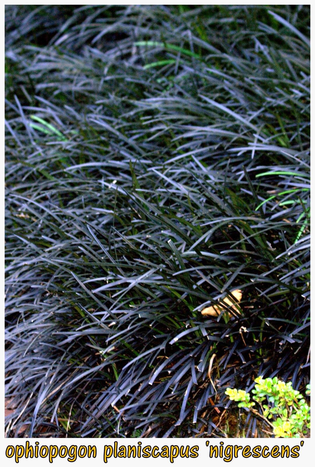 Black mondo grass