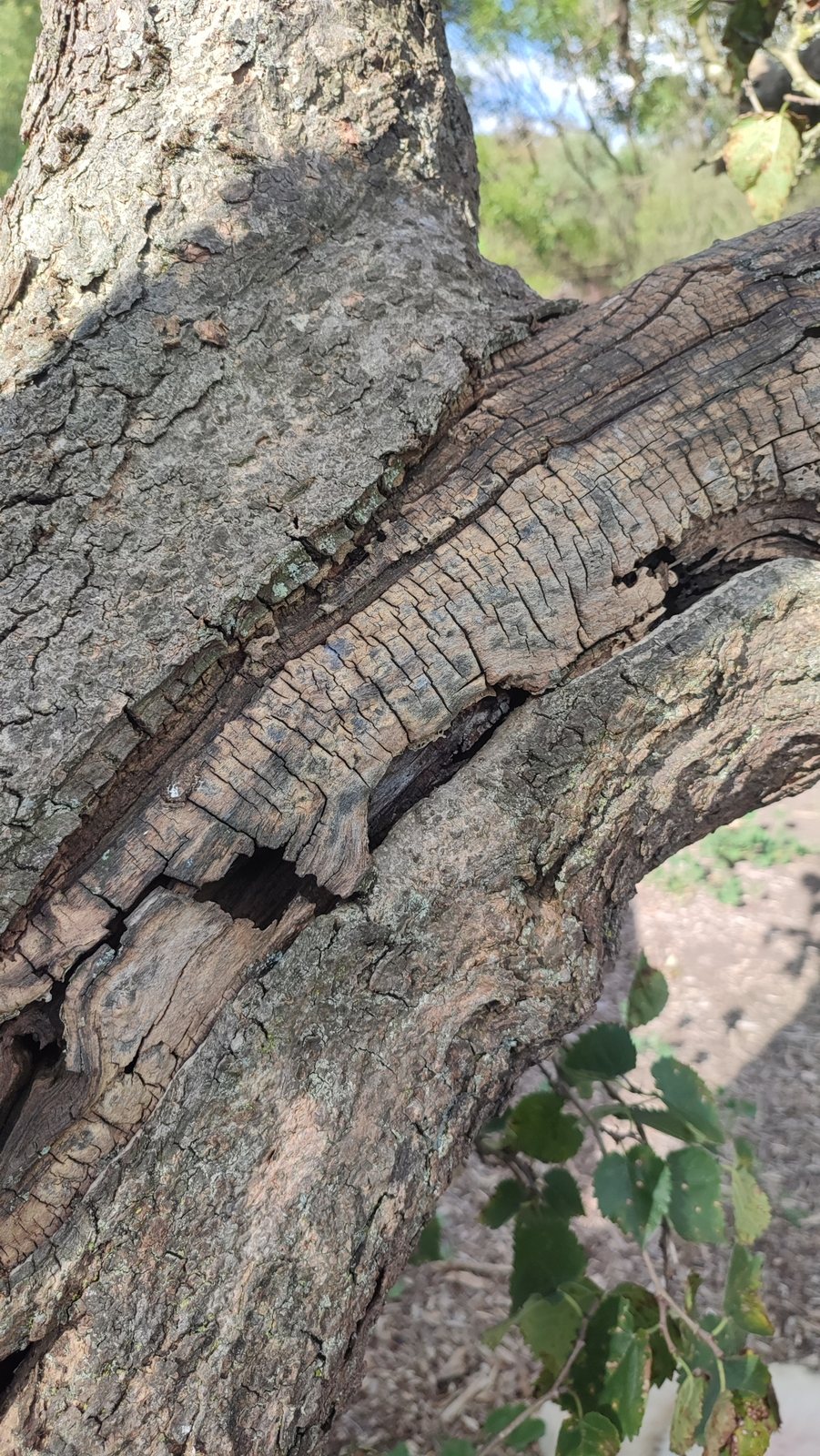 Black mulberry