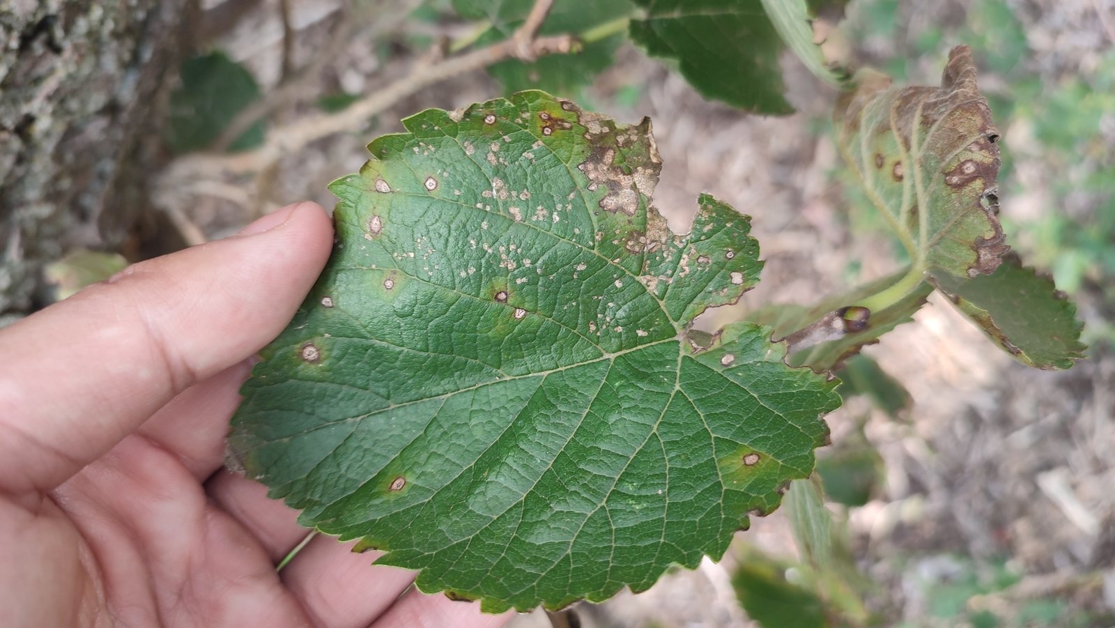 Black mulberry