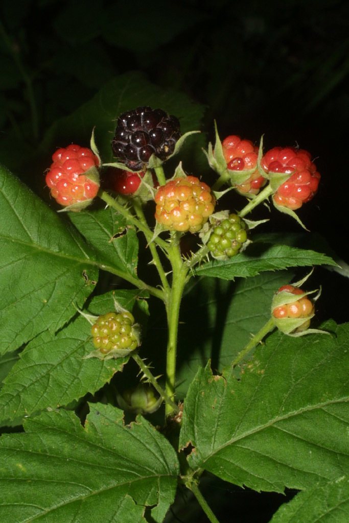 Black raspberry