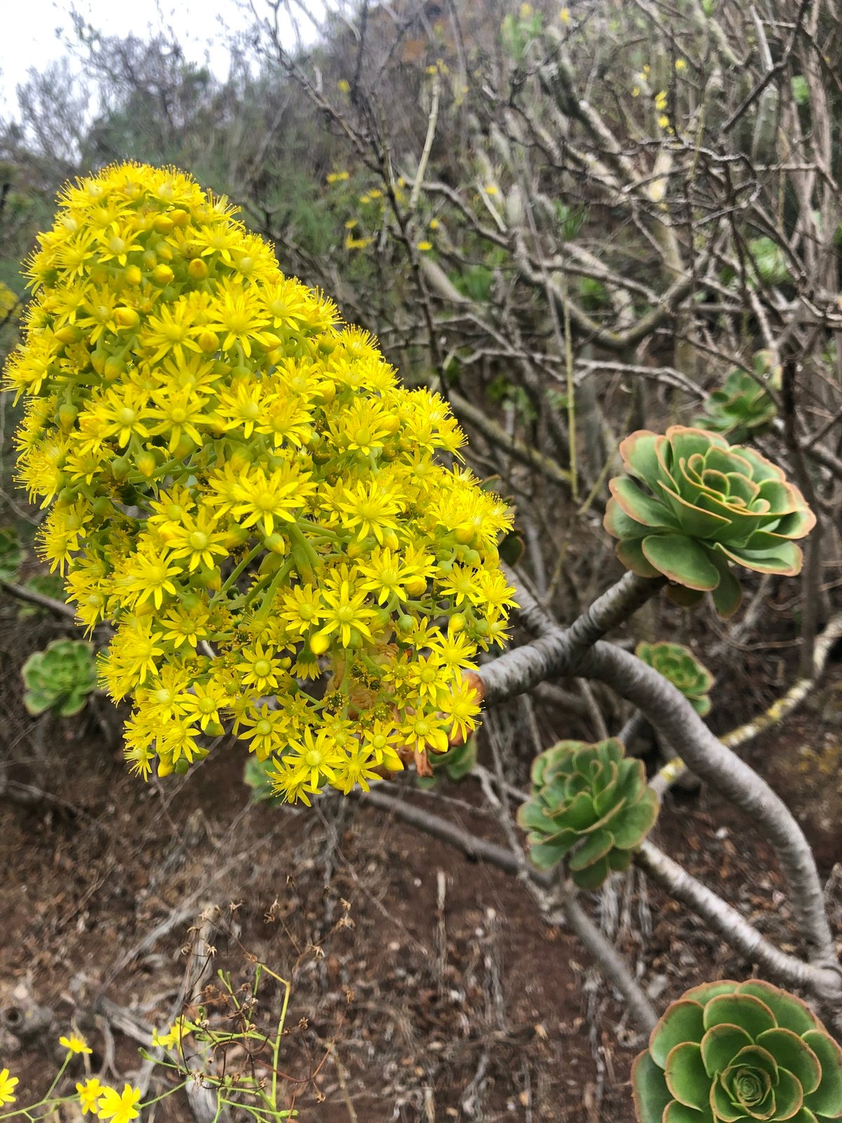 Black rose aeonium