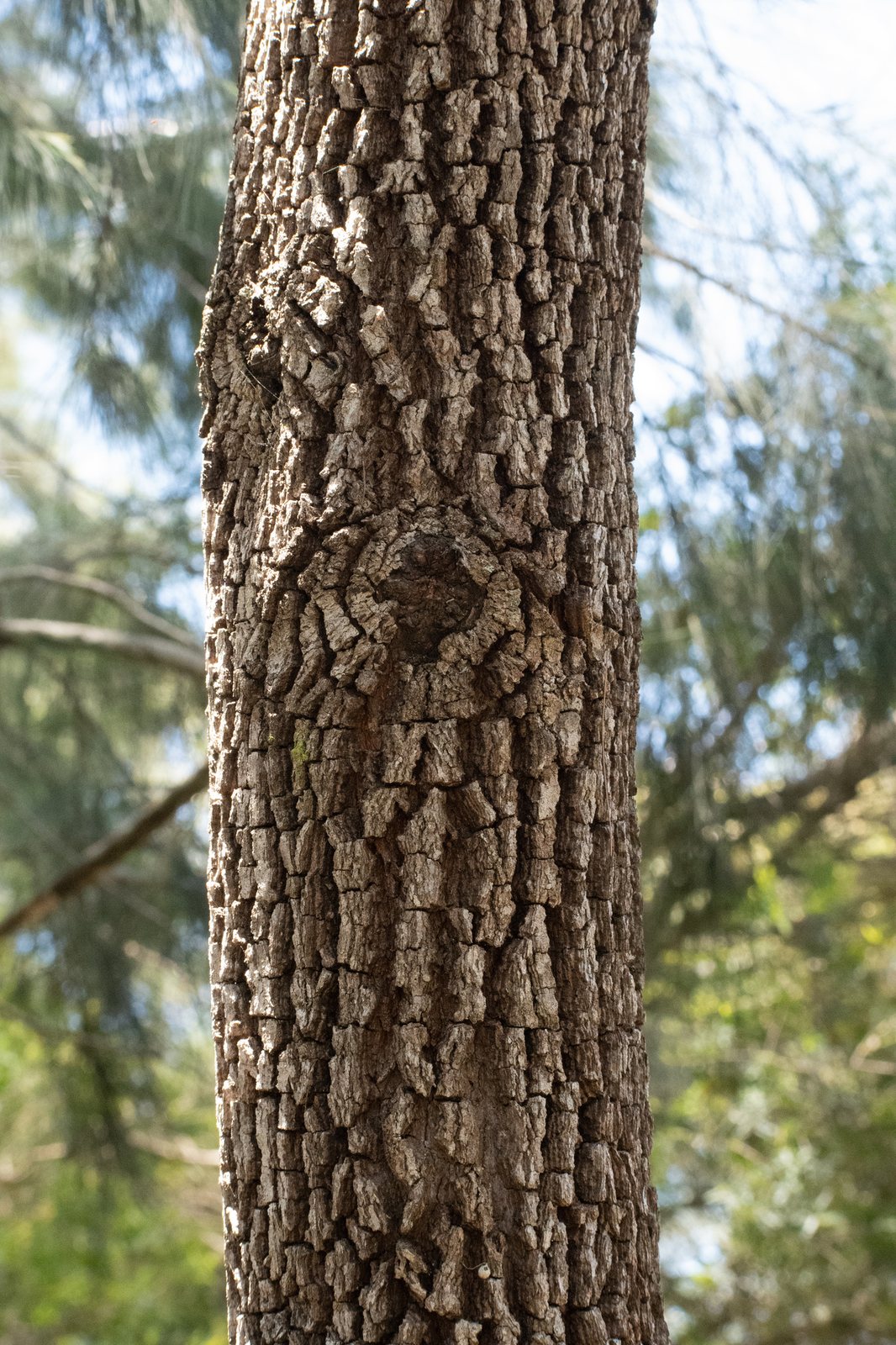 Black she-oak