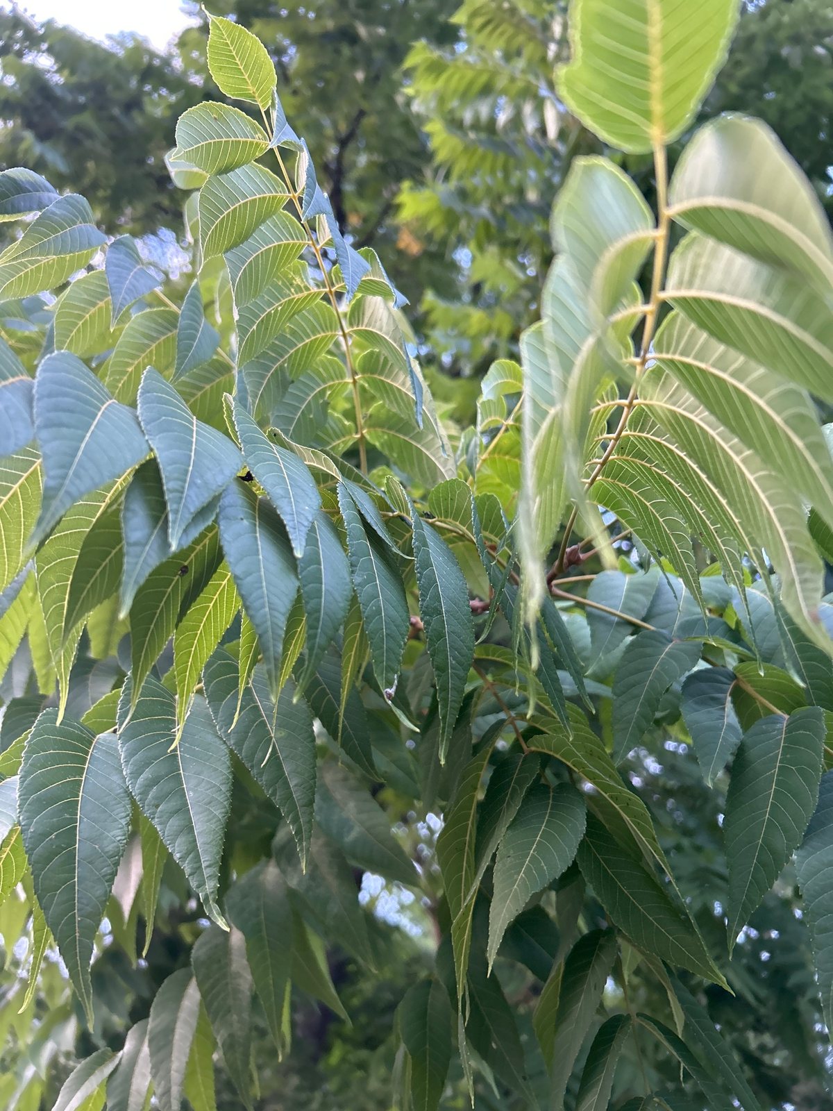 Black walnut