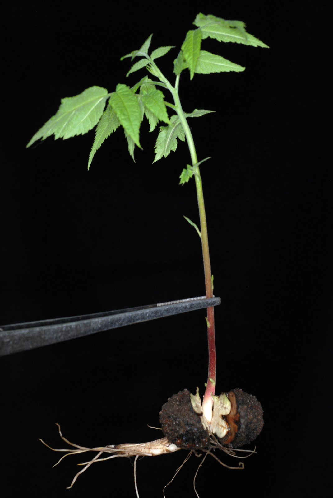 Black walnut