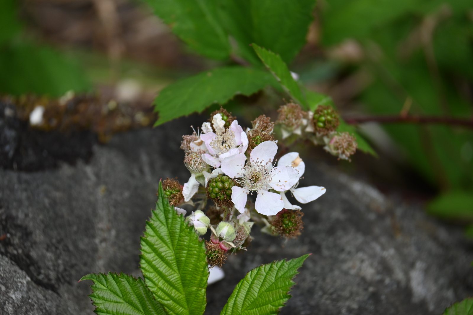 Blackberry