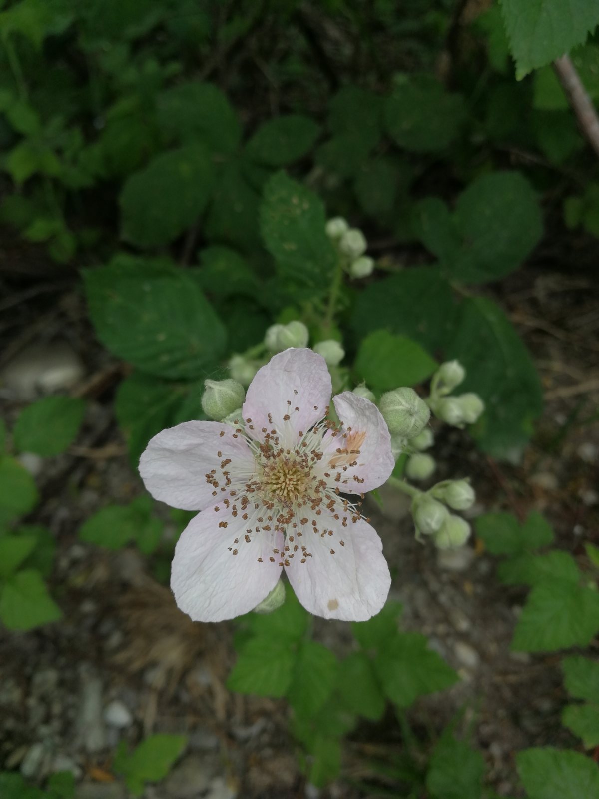 Blackberry