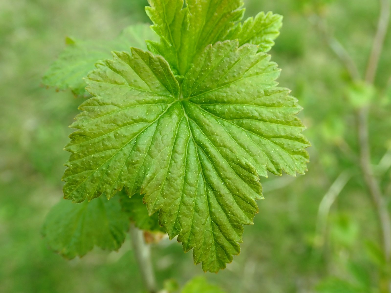 Blackcurrant