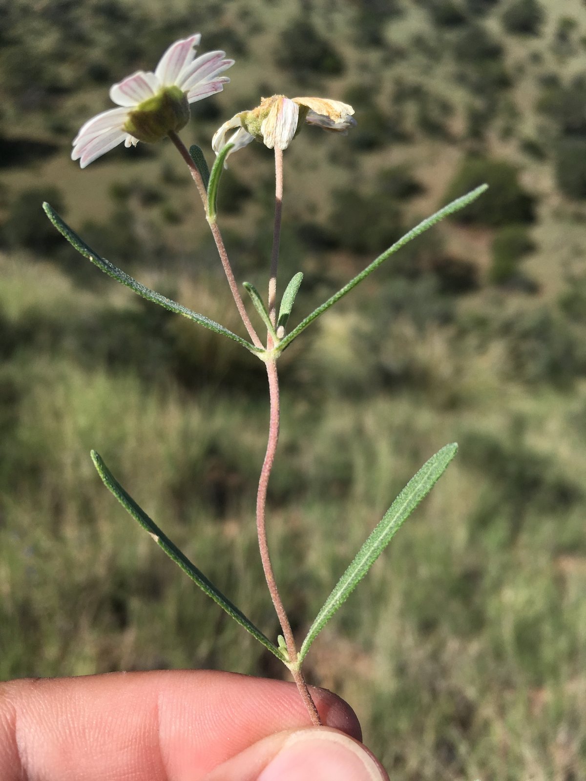 Blackfoot daisy