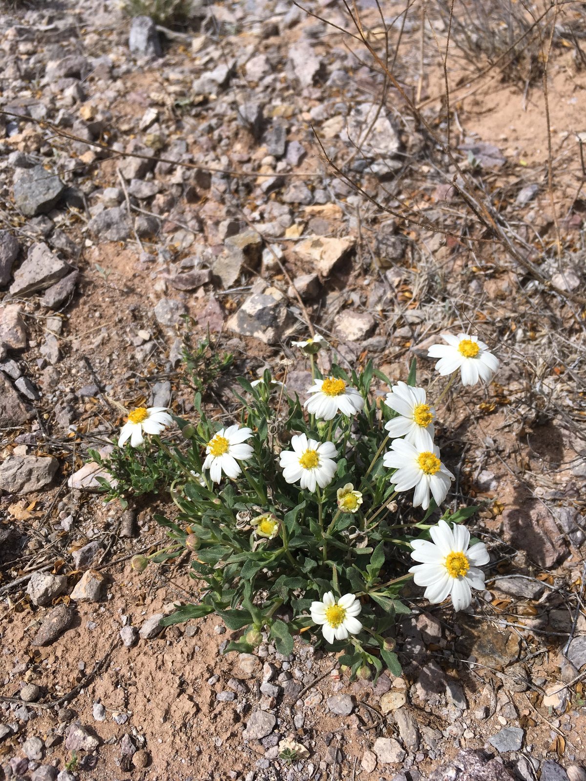 Blackfoot daisy