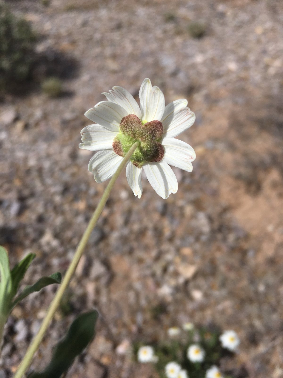 Blackfoot daisy