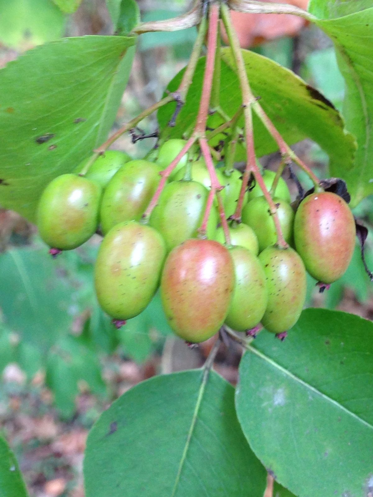 Blackhaw viburnum