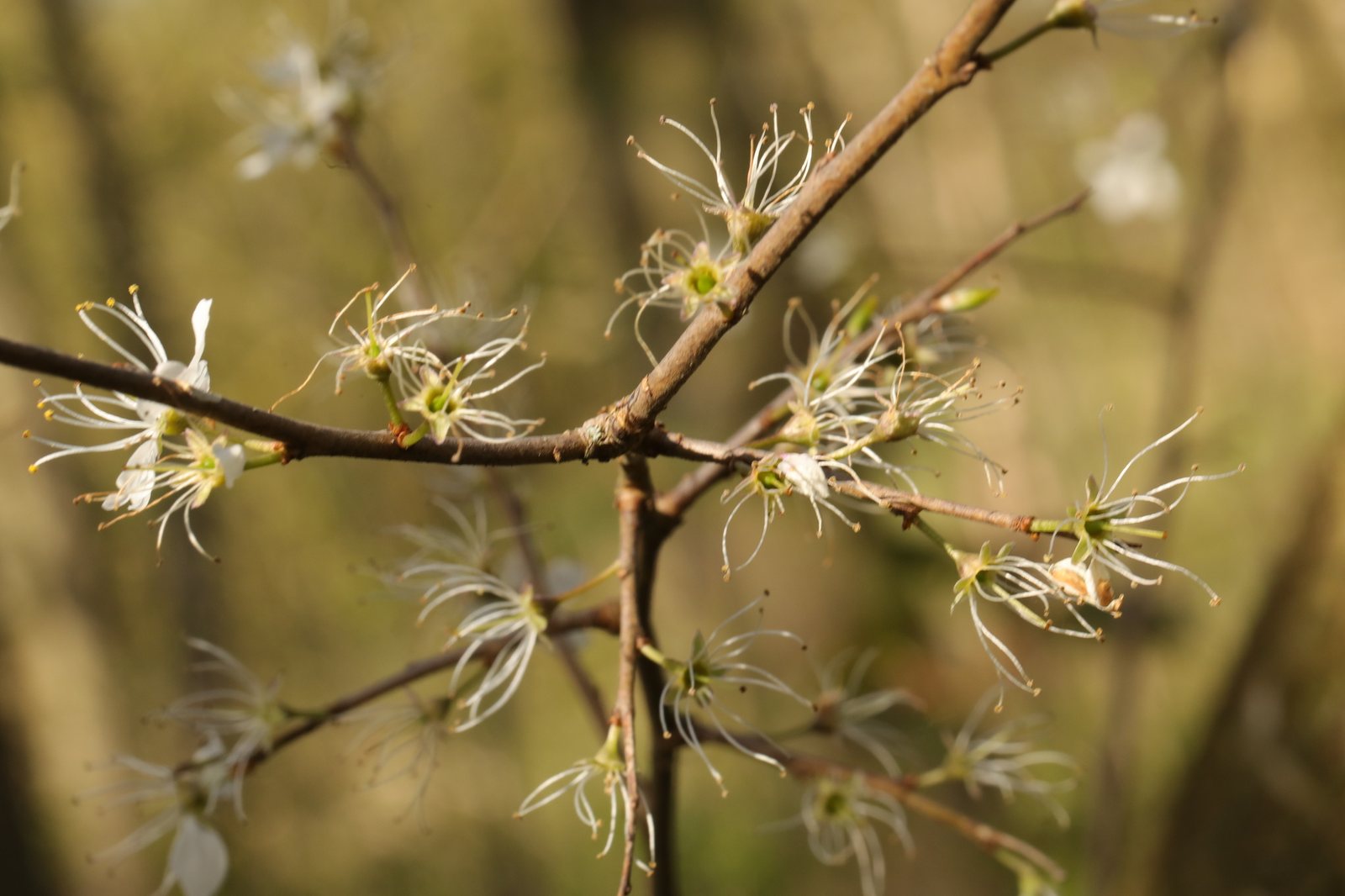 Blackthorn