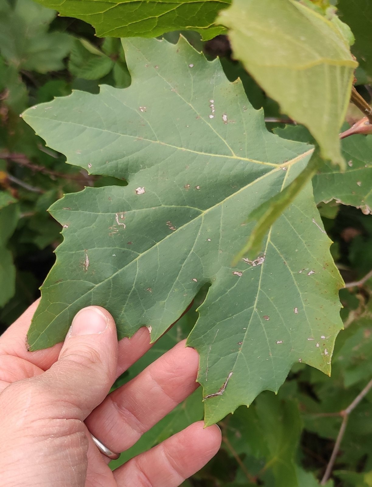 Bloodgood London plane