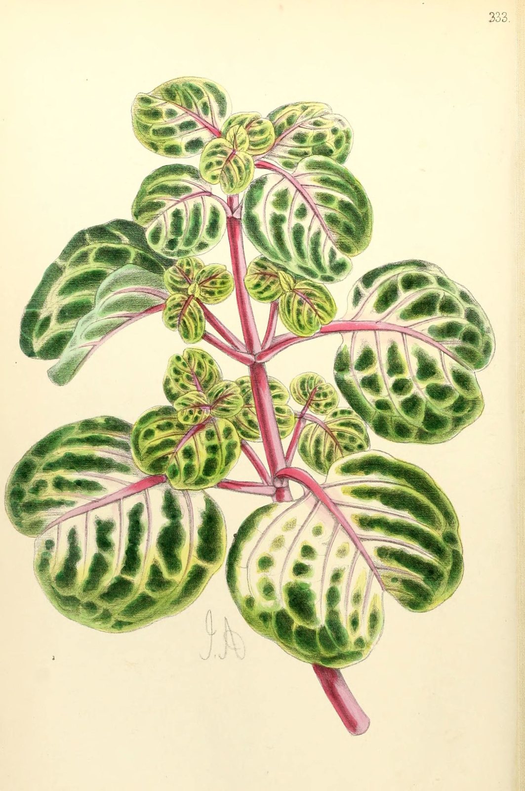 Bloodleaf