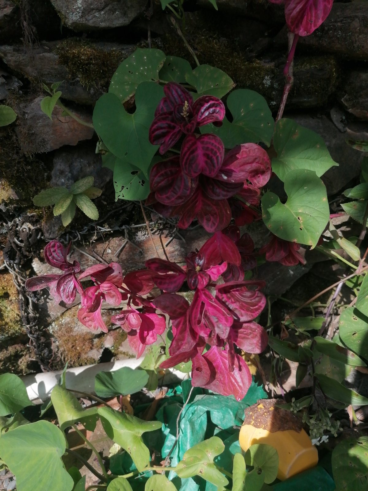 Bloodleaf