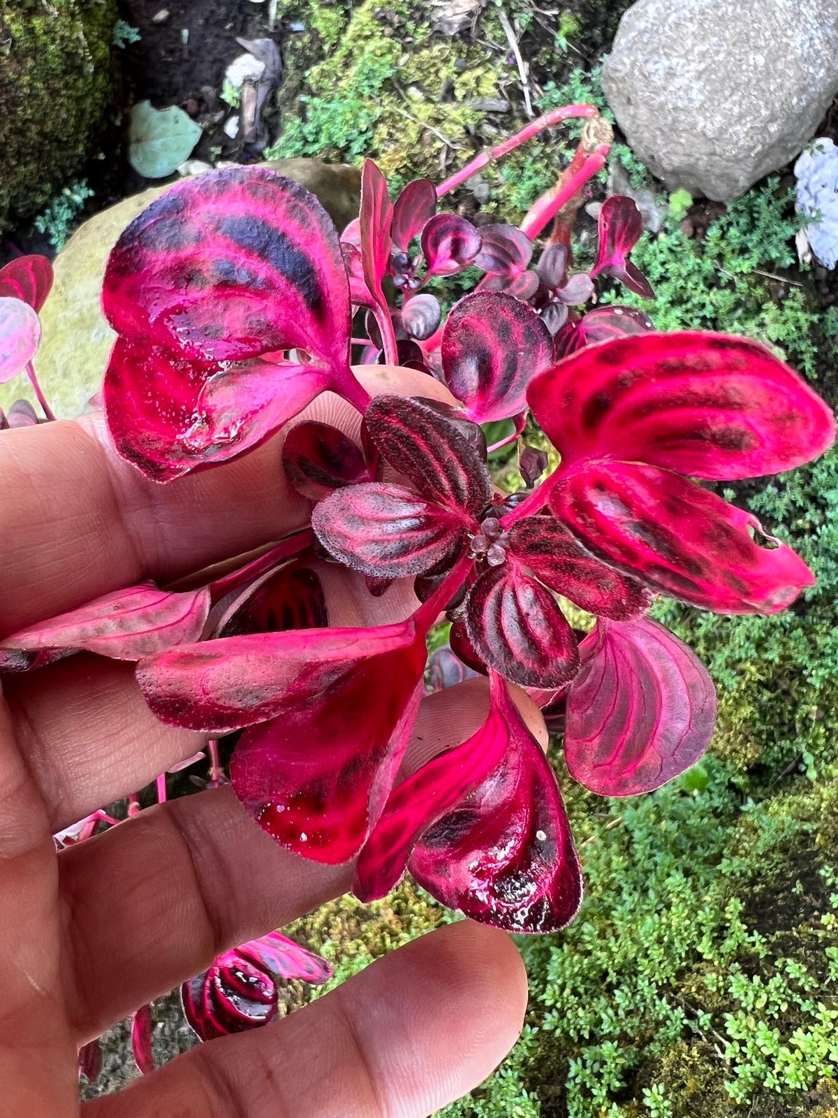 Bloodleaf