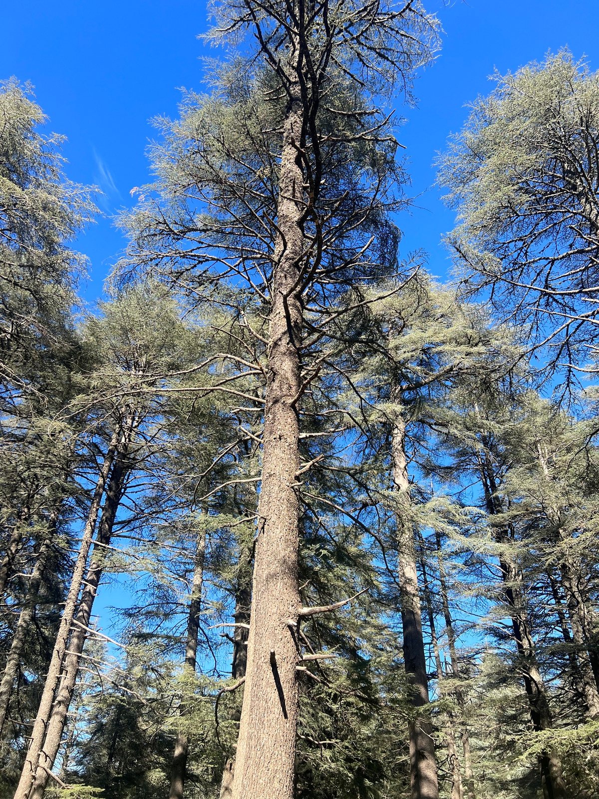 Blue Atlas cedar
