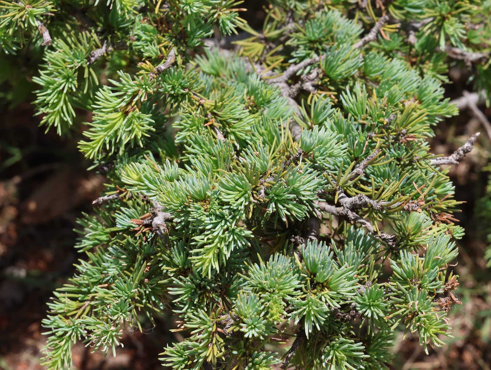 Blue Atlas cedar
