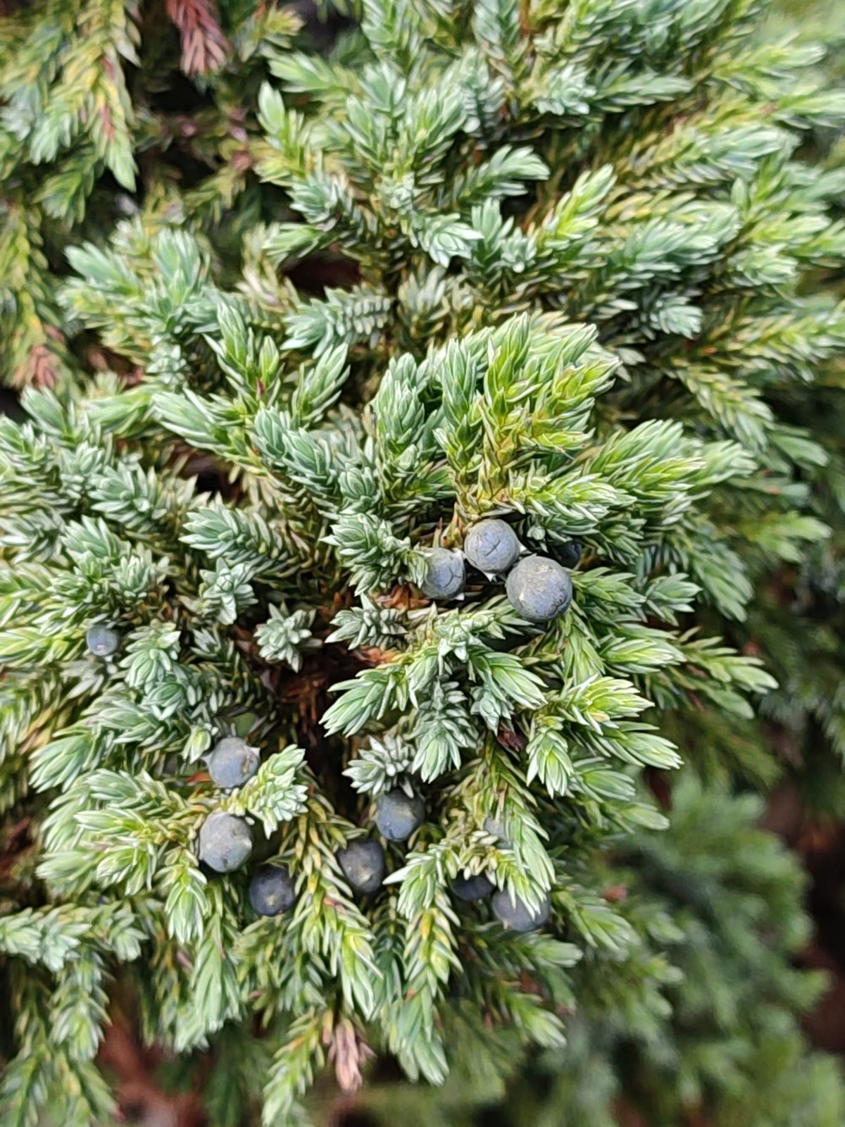 Blue Carpet juniper