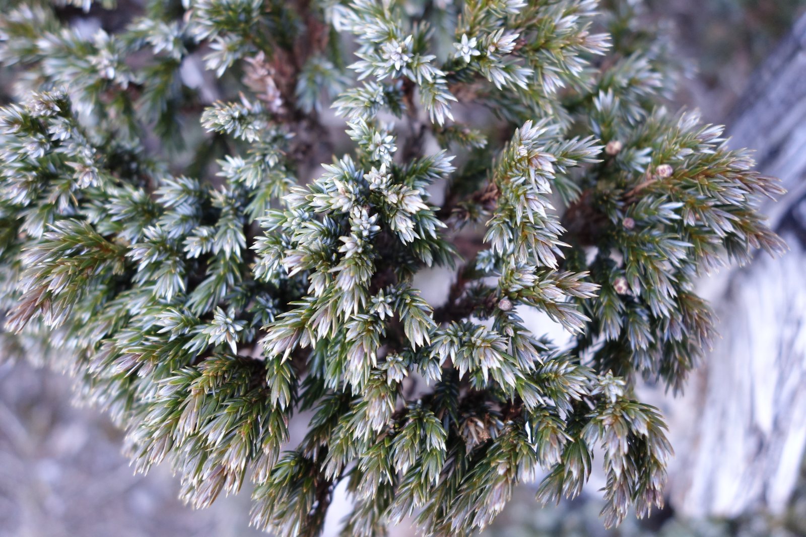 Blue Carpet juniper
