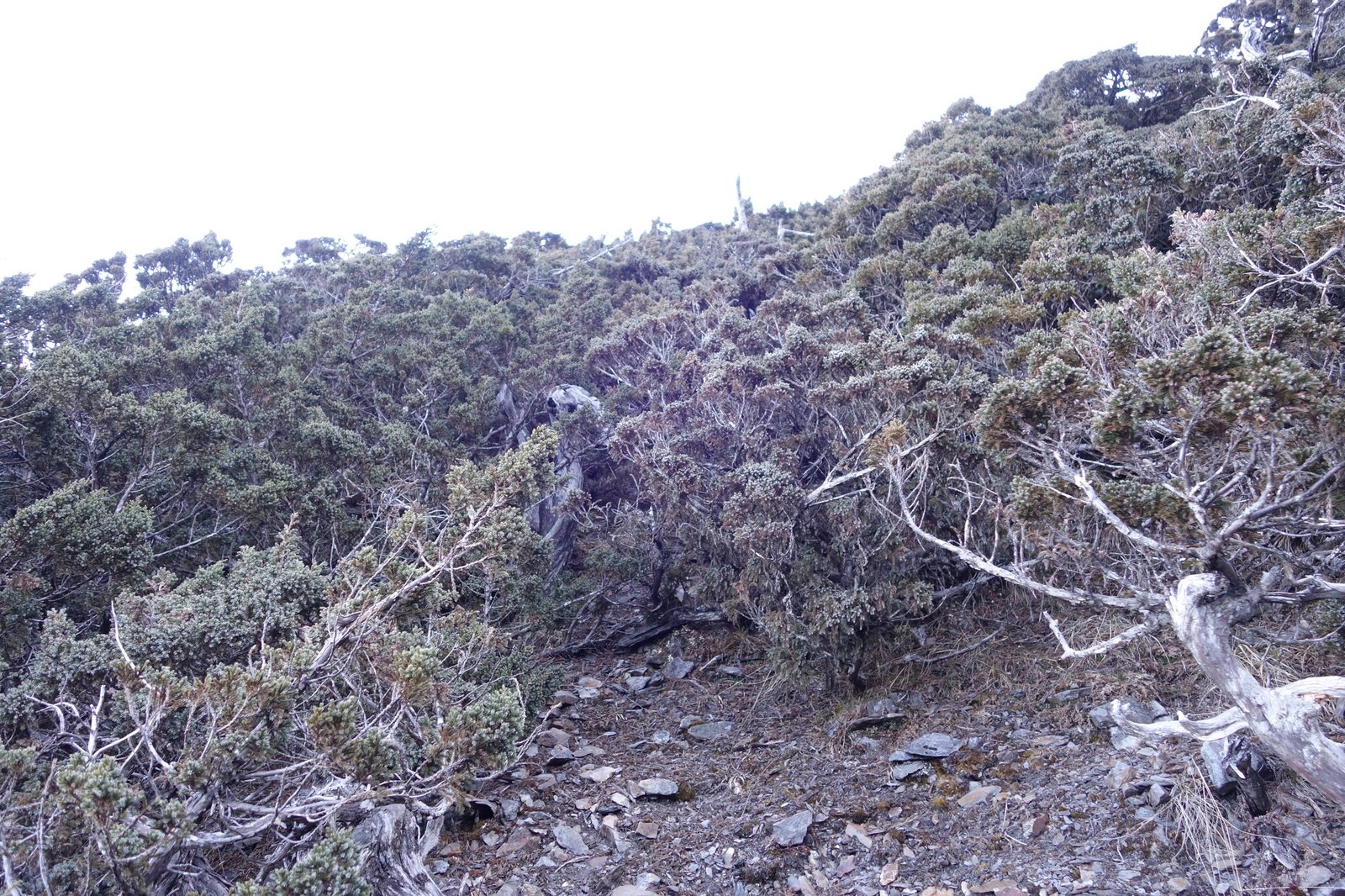 Blue Carpet juniper