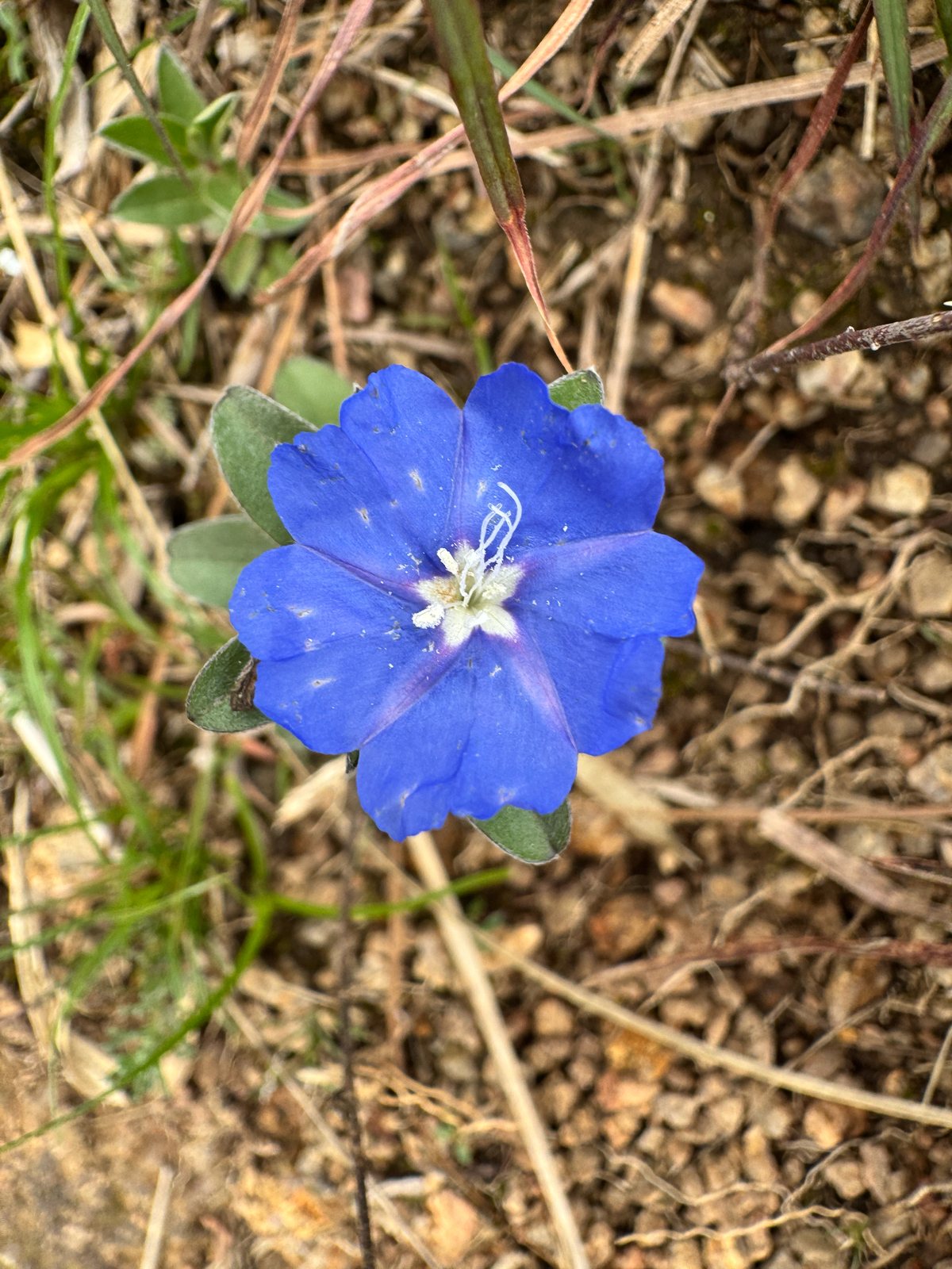 Blue Daze