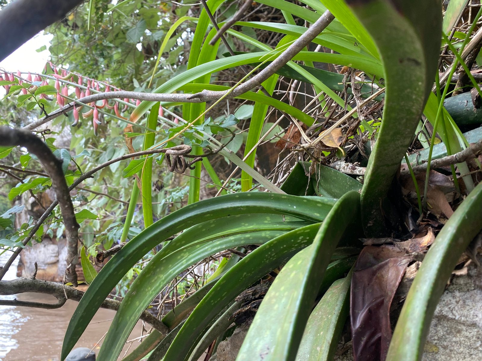 Blue Elf aloe