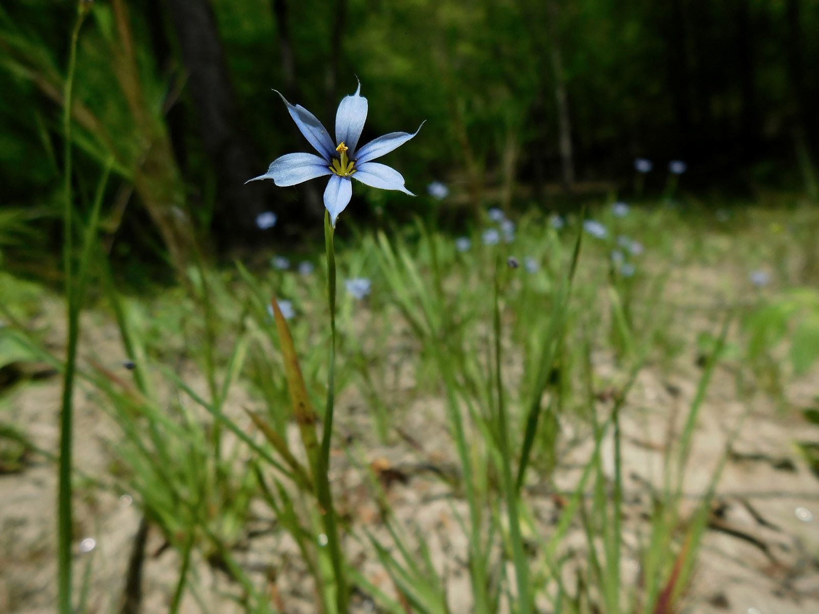 Blue-eyed grass