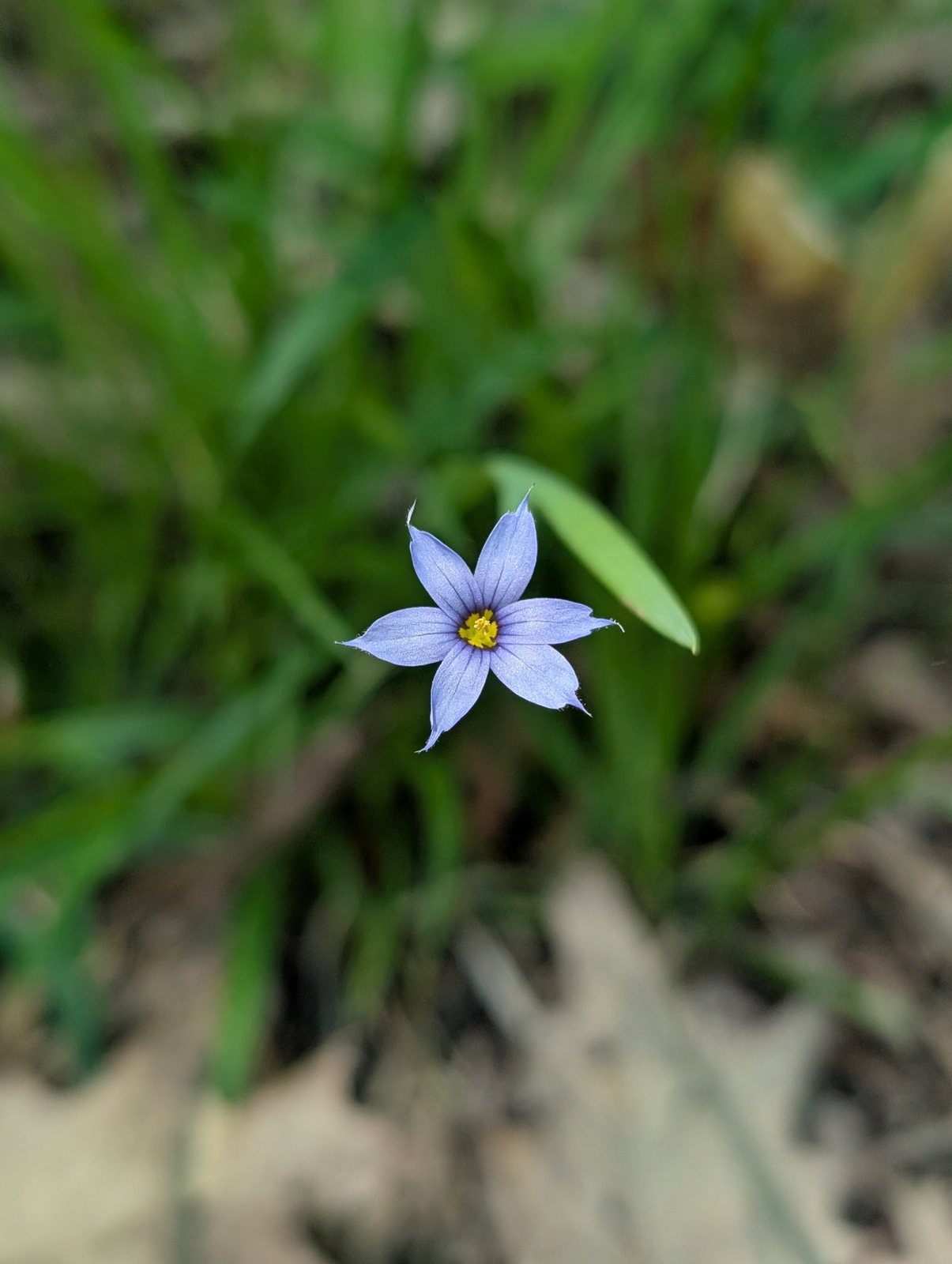 Blue-eyed grass