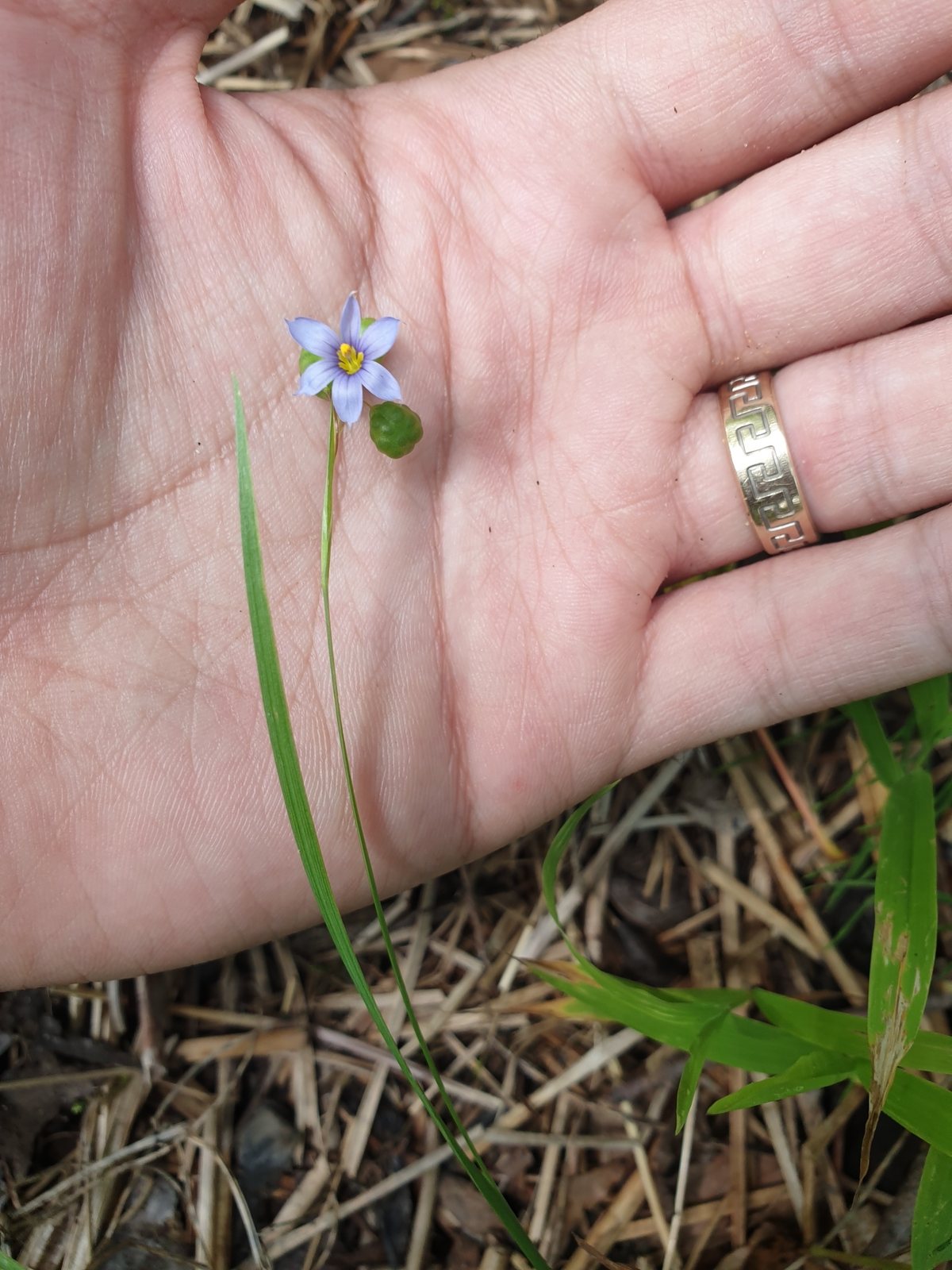 Blue-eyed grass